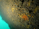 Sponges, cup corals and anthozoans on shaded or overhanging circalittoral rock